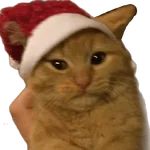 michis en actitud navideña 🎄🐈
