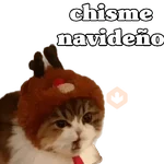 michis en actitud navideña 🎄🐈