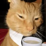& Gatiños CHILL #③ 🐈‍⬛