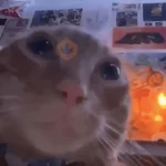 & Gatiños CHILL #③ 🐈‍⬛