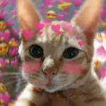 Gatos Amor 2💖💙💛