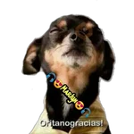 variados 🐕🐈 