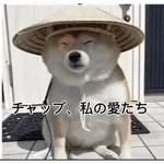 Gato Calajo - Meme chino 🧧👲🐱