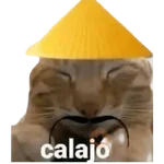Calajo 🤣💥