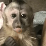 divertido bebéss