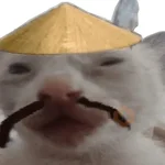 Calajo Gato 🐉