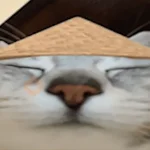 Calajo Gato 🐉