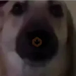 XITPOST ANIMADO