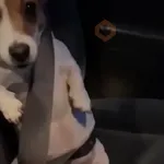 XITPOST ANIMADO