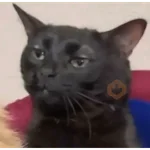 reaction meme tiktok trend📸