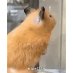 Hamster en moto 🐹🛵