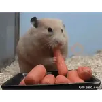 Hamster en moto 🐹🛵