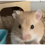 Hamster en moto 🐹🛵