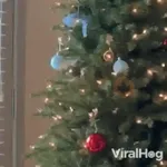Mascotas navideñas 🎄🎅🏻😹