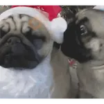 Mascotas navideñas 🎄🎅🏻😹