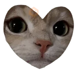 Nuevos Gatos para responder 🐱⚡ 