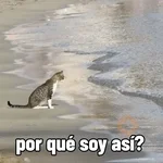 Nuevos Gatos para responder 🐱⚡ 