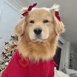 🐶 GOLDEN MOODS 🐾