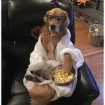 🐶 GOLDEN MOODS 🐾