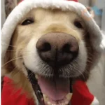 🐶 GOLDEN MOODS 🐾