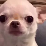 🔥TIKTOK RAMDON 2.5📲