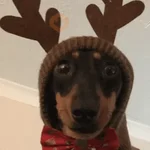 🎄ANIMALITOS NAVIDEÑOS 🎄