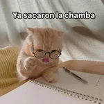 😽 GATOS CON FRASES 😸