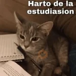 😽 GATOS CON FRASES 😸