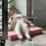😽 GATOS CON FRASES 😸
