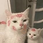 Gatitos de amor - 2026 🐱❤️