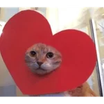 Gatitos de amor - 2026 🐱❤️