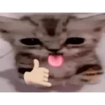 Gatitos de amor - 2026 🐱❤️