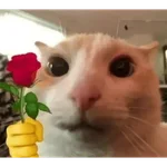 Gatitos de amor - 2026 🐱❤️
