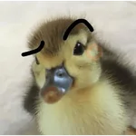 Pato reacciones 🦆❤️