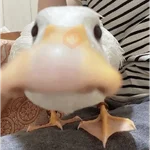 Pato reacciones 🦆❤️
