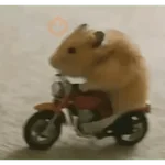 🐹 HAMSTER MOODS 🐹