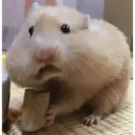 🐹 HAMSTER MOODS 🐹