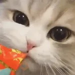Gatos Moods 5😼❣️