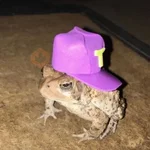 🐸 Ranitas Random 🐸