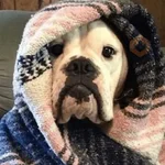 ❄️🐕 Perros Mood Frío 🐕❄️