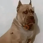🐕🐶 PERROS | GATOS 🐱🐈
