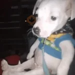 lupita tiktok 
