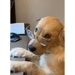 Perritos para el chat 🤣