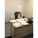 Perritos para el chat 🤣