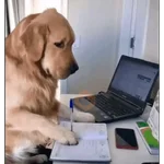 Perritos para el chat 🤣
