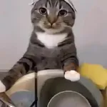 🐈‍⬛🐱🧶 GATOS | CATS 3 🧶🐱🐈‍⬛