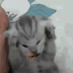 🐈‍⬛🐱🧶 GATOS | CATS 3 🧶🐱🐈‍⬛