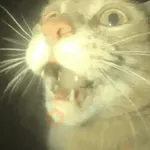🐈‍⬛🐱🧶 GATOS | CATS 3 🧶🐱🐈‍⬛