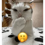 reaction cat🐱 tiktok vers
