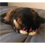 reaction cat🐱 tiktok vers